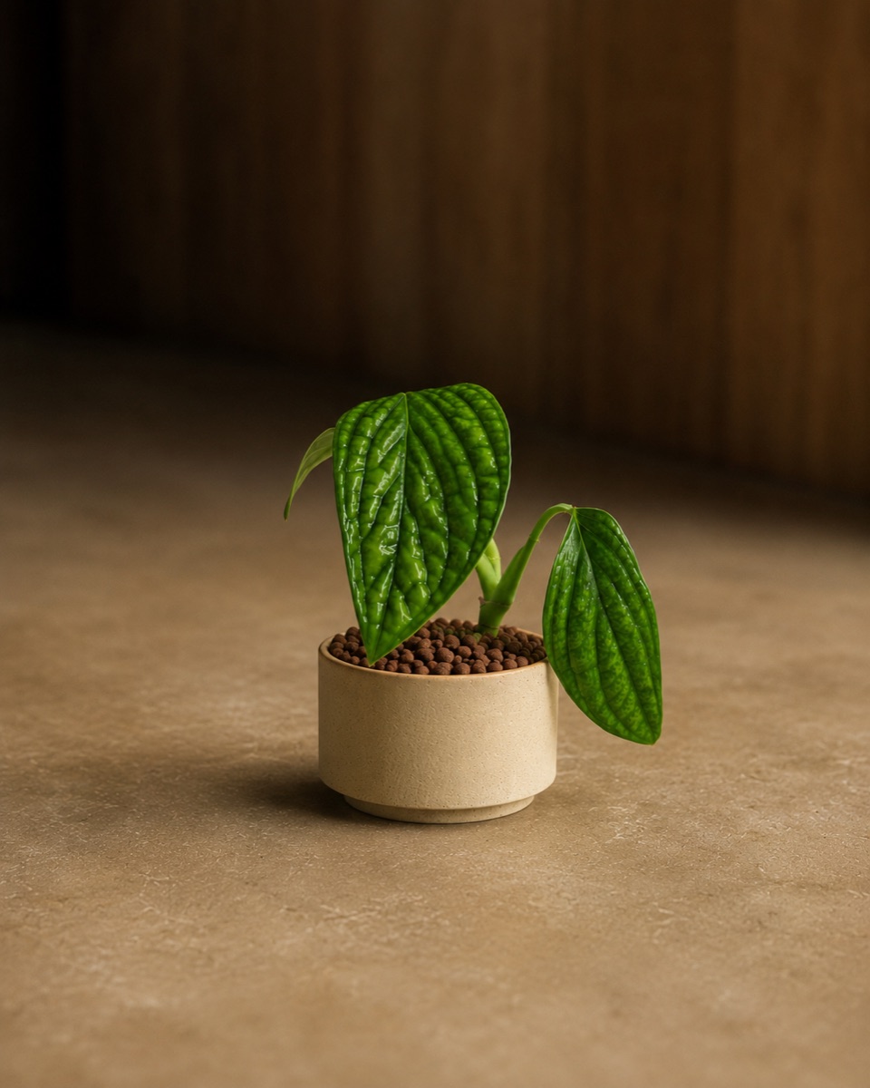 鉢に植え替えた植物
